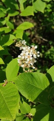 Prunus
