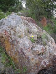 Bergeranthus multiceps