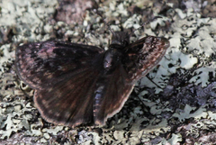 Erynnis lucilius