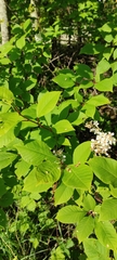 Prunus