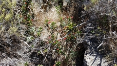 Diplacus parviflorus