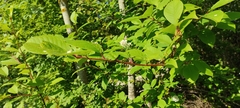 Prunus