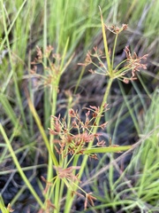 Cyperus