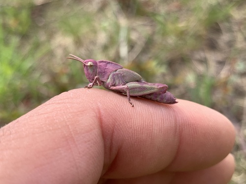 Green-striped grasshopper