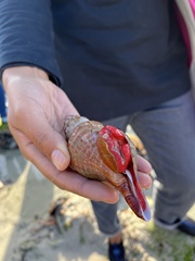Africofusus ocelliferus