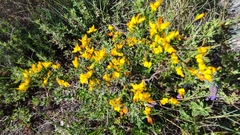Genista triacanthos