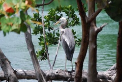 Ardea herodias occidentalis × wardi