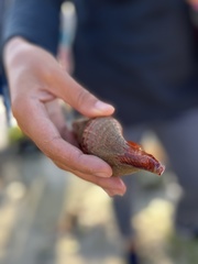 Africofusus ocelliferus