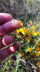 Genista triacanthos