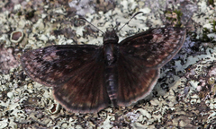 Erynnis lucilius