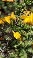 Genista triacanthos