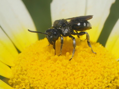 Ammobates oraniensis