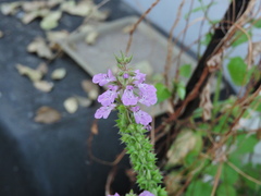Stachys drummondii