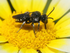 Ammobates oraniensis