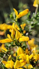 Genista triacanthos