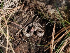 Crotalus triseriatus