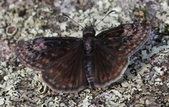 Erynnis lucilius