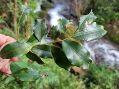 Pterocelastrus rostratus