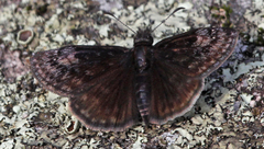 Erynnis lucilius