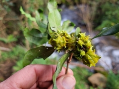 Pterocelastrus rostratus