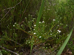 Phylica lasiocarpa