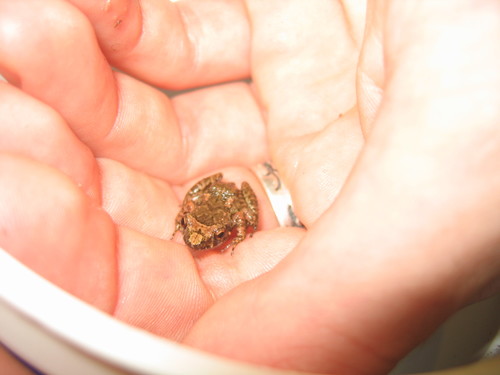Eleutherodactylus planirostris