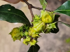 Pterocelastrus rostratus