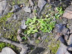 Callitriche marginata