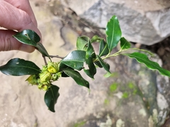 Pterocelastrus rostratus