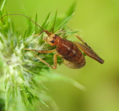 Pristoceuthophilus pacificus