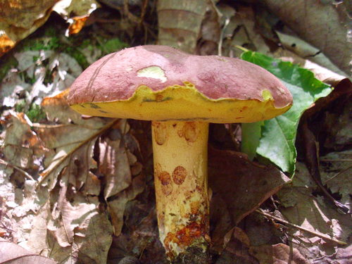 Boletus rubricitrinus image