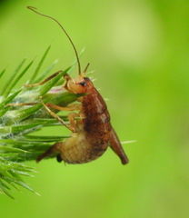 Pristoceuthophilus pacificus