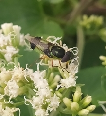 Hedriodiscus pulcher