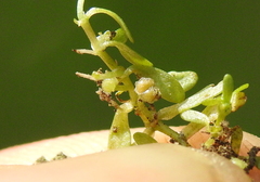 Callitriche marginata