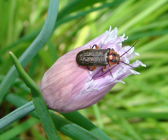 Atalantycha bilineata