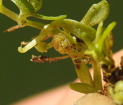 Callitriche marginata