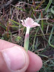 Dianthus micropetalus