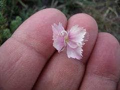 Dianthus micropetalus