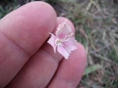 Dianthus micropetalus