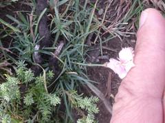 Dianthus micropetalus