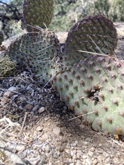 Opuntia polyacantha juniperina