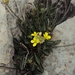 Brassica gravinae - Photo (c) Rachid Meddour, μερικά δικαιώματα διατηρούνται (CC BY-NC-SA), uploaded by Rachid Meddour