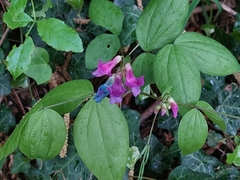 Lathyrus vernus