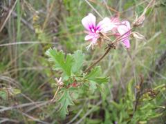 Pelargonium multicaule multicaule