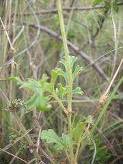 Pelargonium multicaule multicaule
