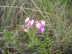 Pelargonium multicaule multicaule