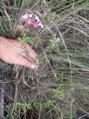 Pelargonium multicaule multicaule