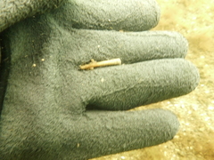 Pectinariidae
