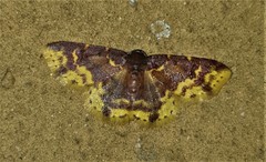 Syngatha latiflavaria