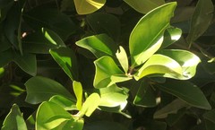 Planchonella myrsinodendron